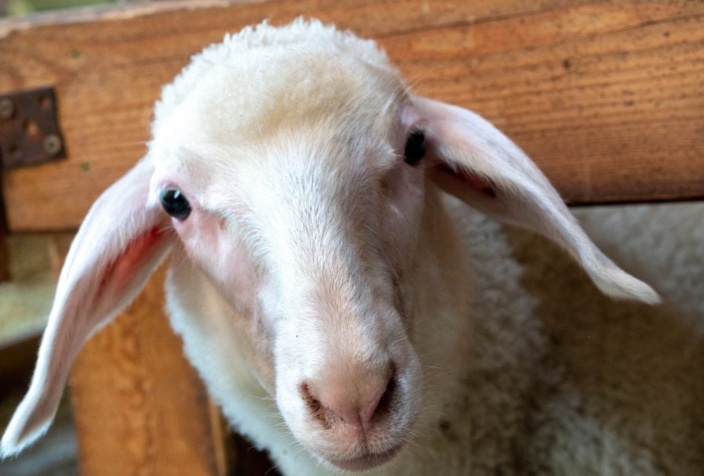 Sheep in Tyrol