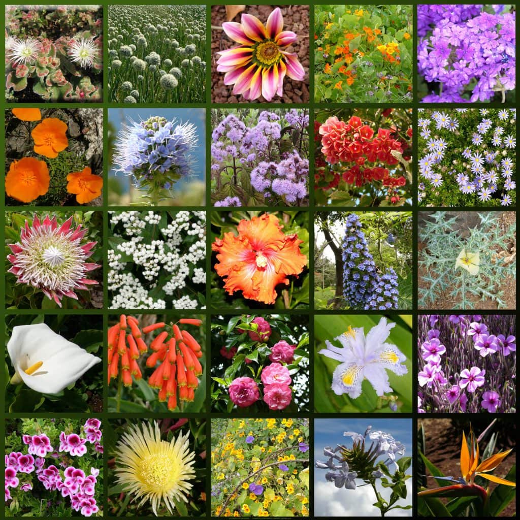 Madeira Flowers