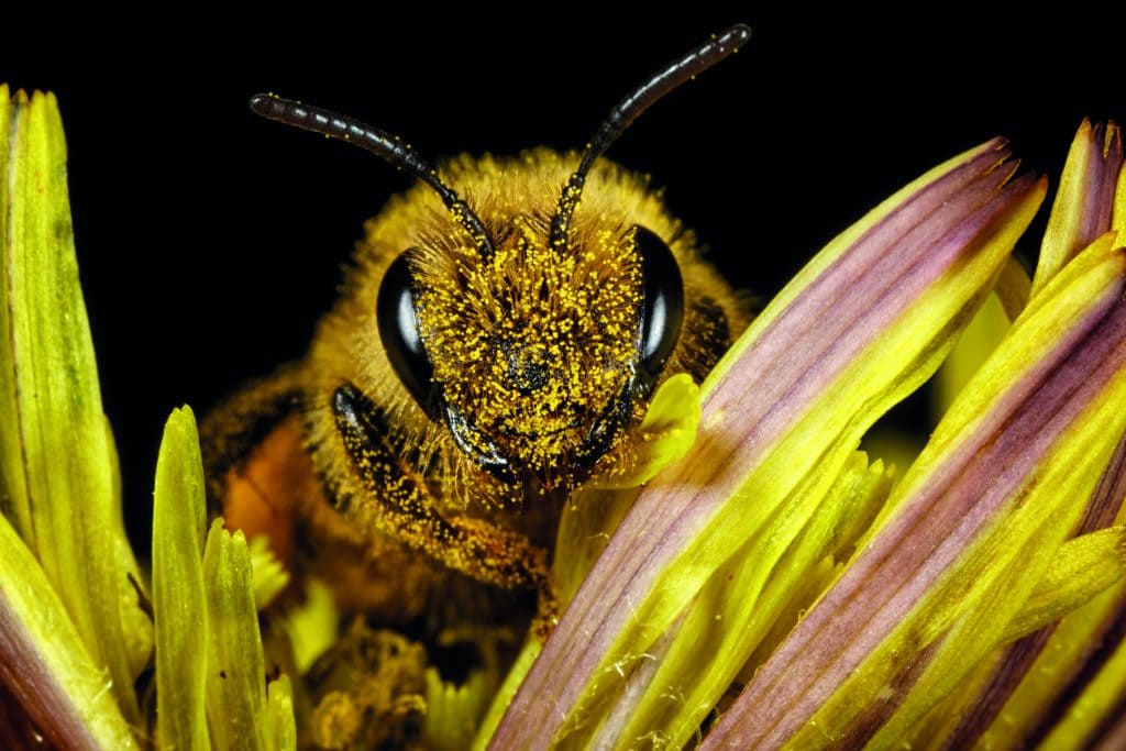 Weltbienentag