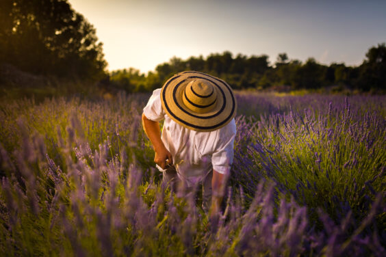 Lavendel - Ernten - Nachhaltig