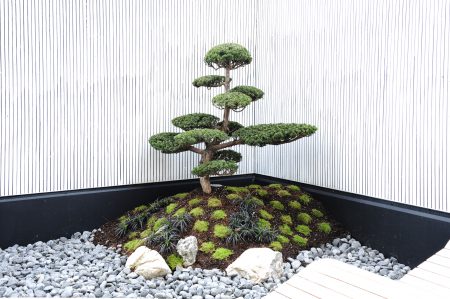 Luxury Trees Bonsai