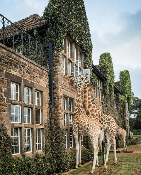 Giraffe Manor