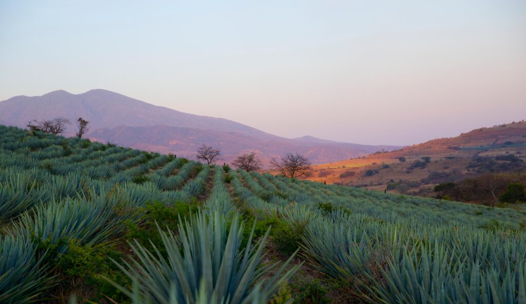 Volcán de mi Tierra Tequila