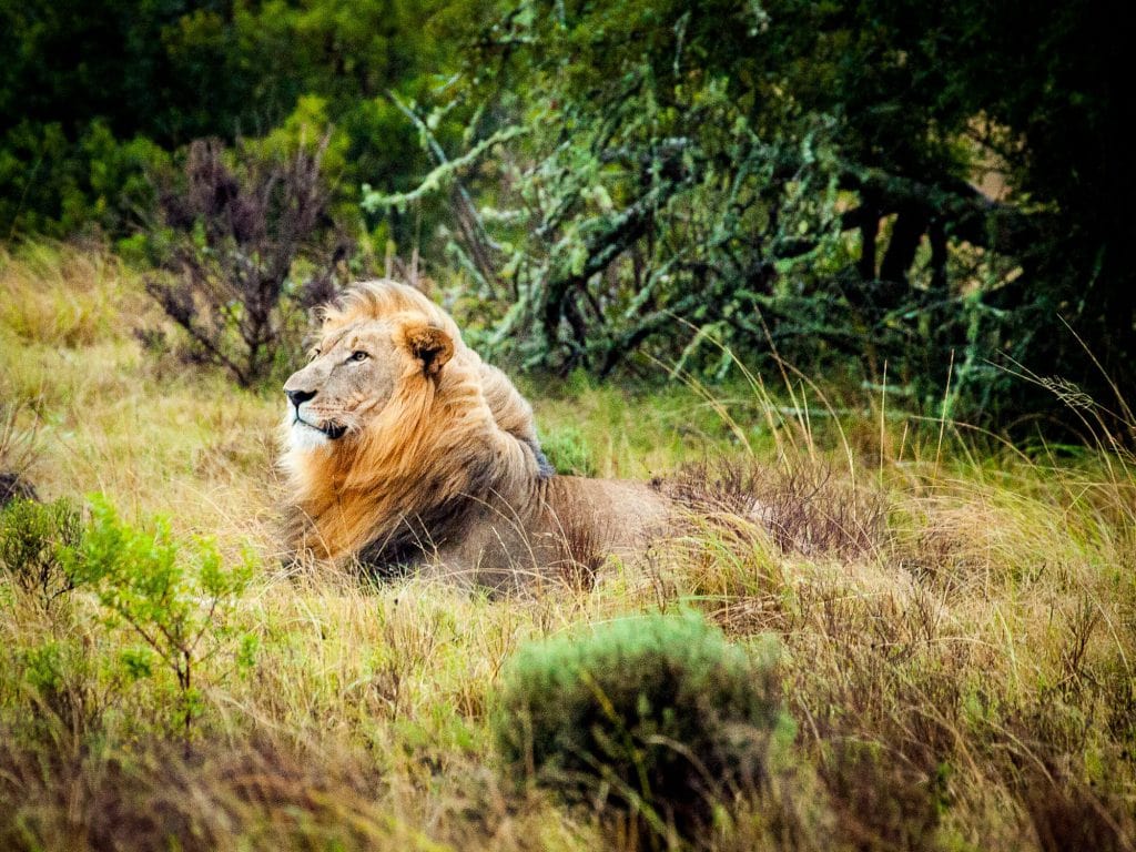 Safari adventures, Photo by pixaby