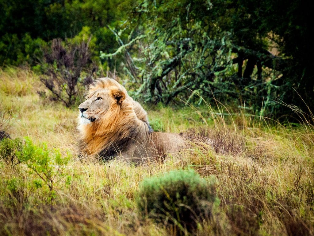 Abenteuer Safari, Foto by pixaby