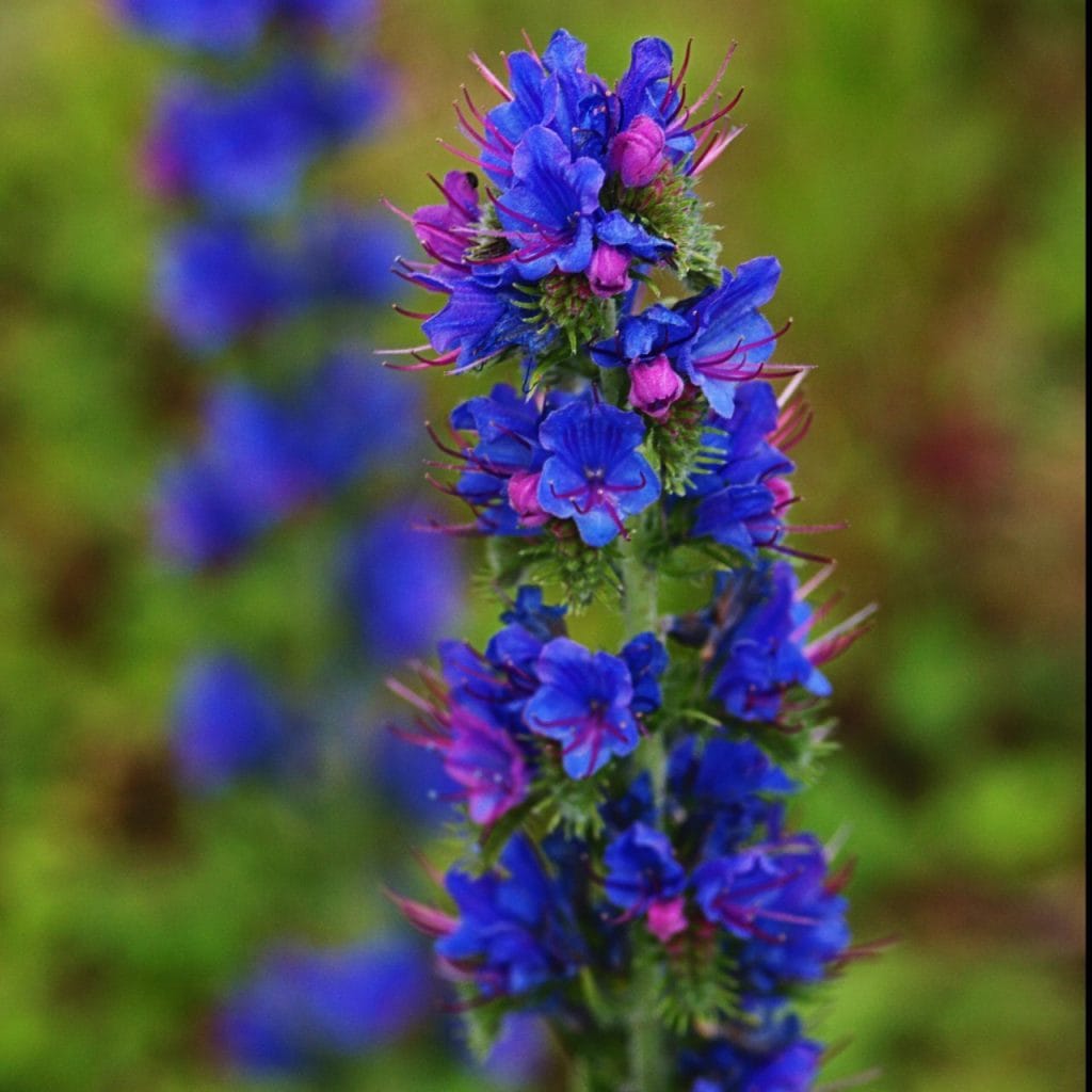 Pride of Madeira, Photo: Hooksgreen Herbs